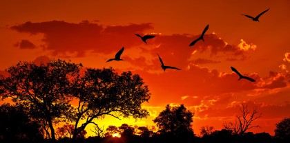 Sabi Sand Reserve