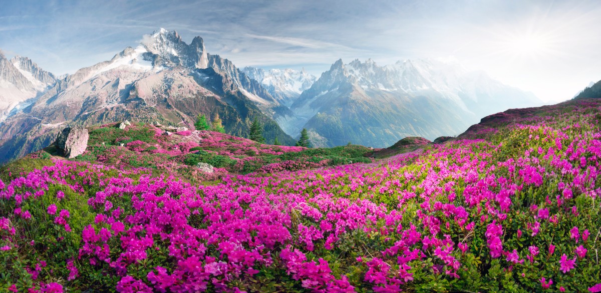 Summer in Chamonix – the sharp Alpine peaks of Mont Blanc with snow and glaciers soar above the summer meadows (Photo © Finest Holidays)