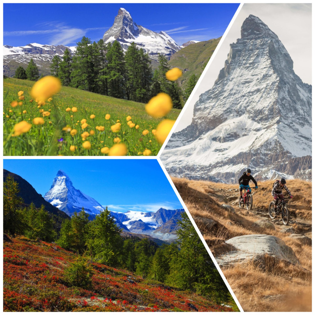 Canton Valais – globeflowers on a meadow in front of the Matterhorn; view at the Matterhorn from a mountain slope with blueberry bushes in autumn colouration; cycling tour in the Zermatt area