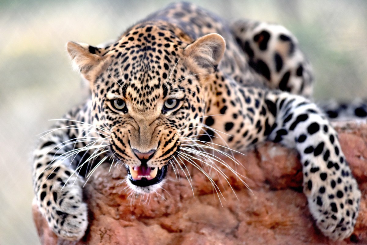 Leopard in a tree Kruger National Park, South Africa