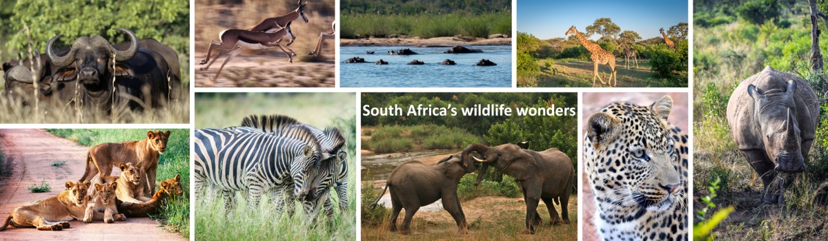 South Africa’s wildlife wonders