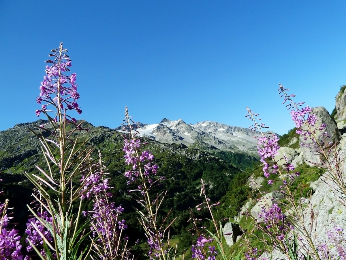 Flowers in the Alps
