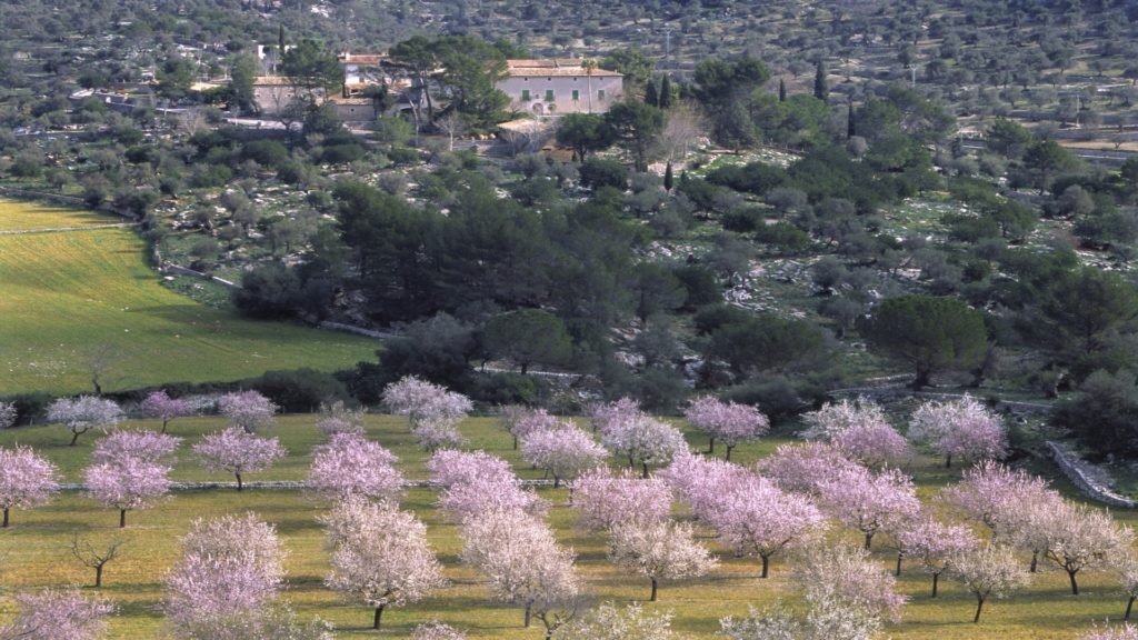 Serra Tramuntana – almond trees in full blossom