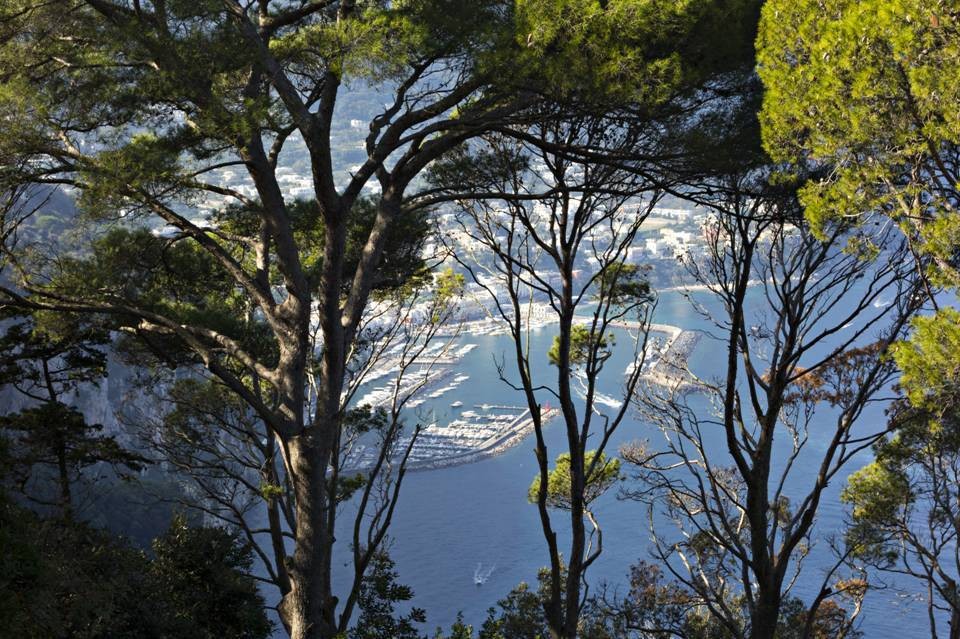 View through pine trees to the Marina Grande on the famously chic Isle of Capri, the true jewel of the Bay of Naples